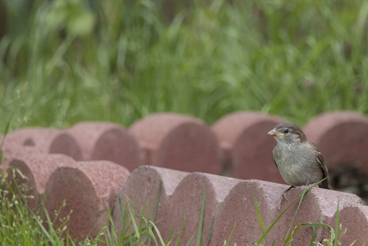 House Sparrow - Brent Angelo