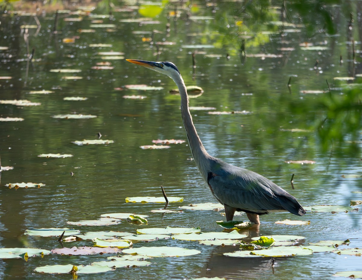 Great Blue Heron - Anthea Gotto