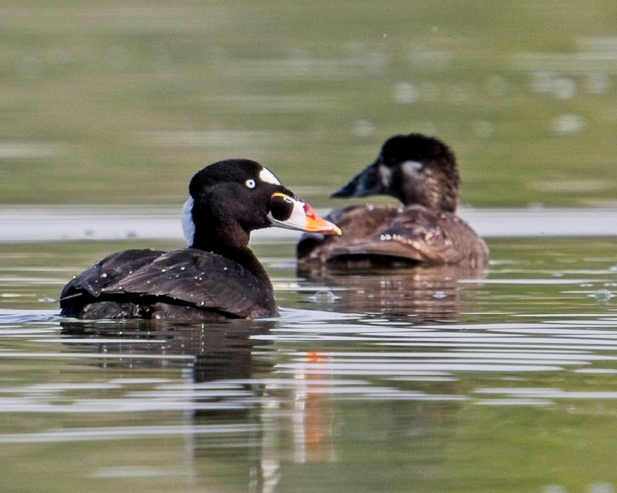 Surf Scoter - ML619427216