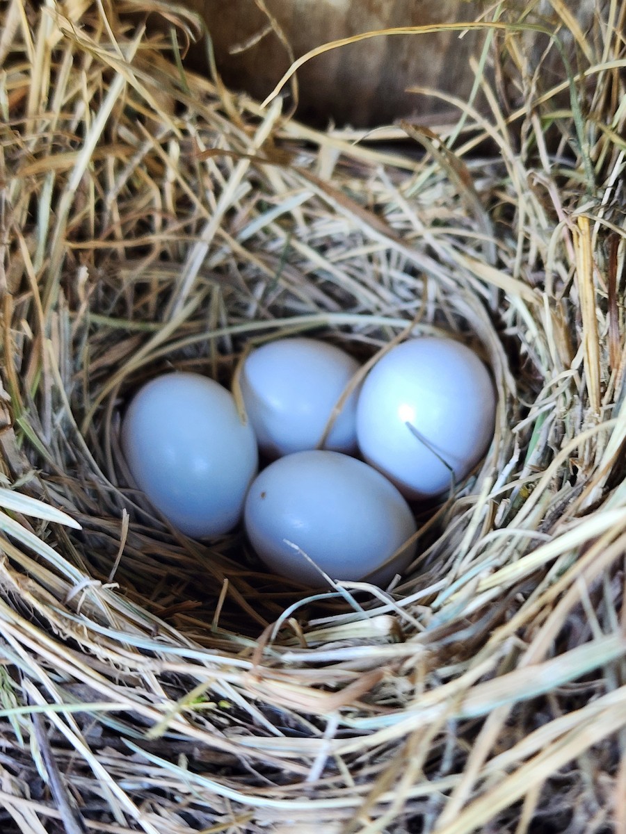 Eastern Bluebird - Margaret Klauscher