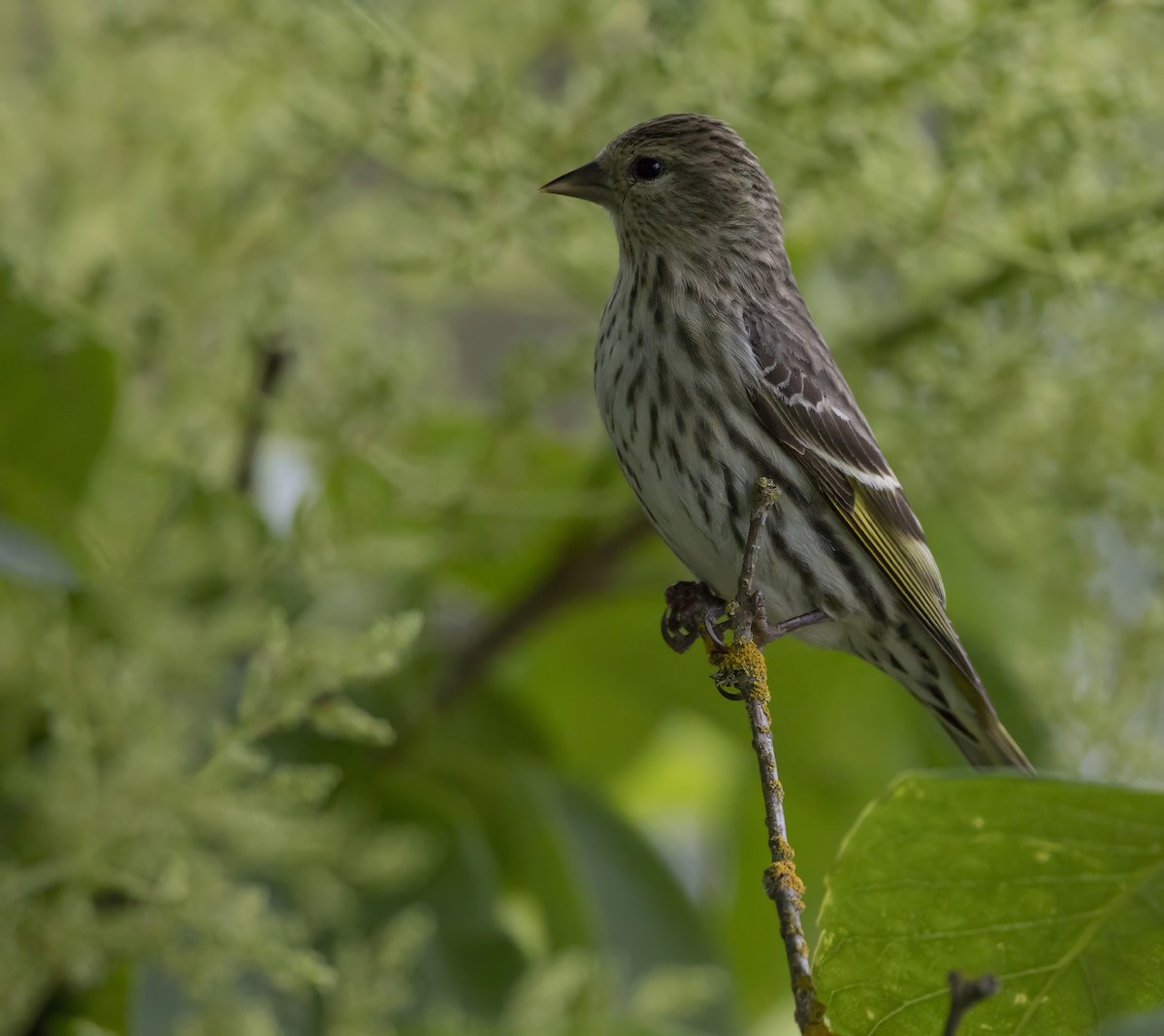 Pine Siskin - Brent Angelo