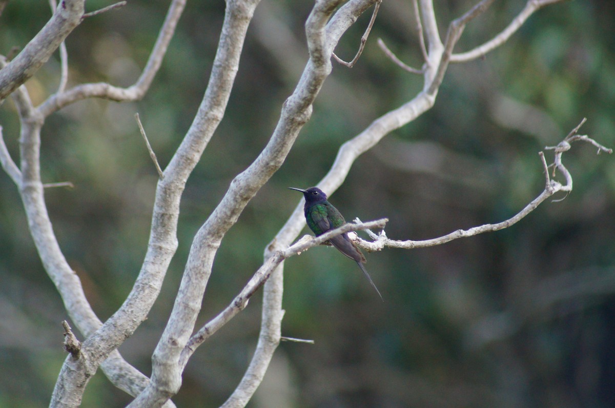 Swallow-tailed Hummingbird - Lucas Máximo