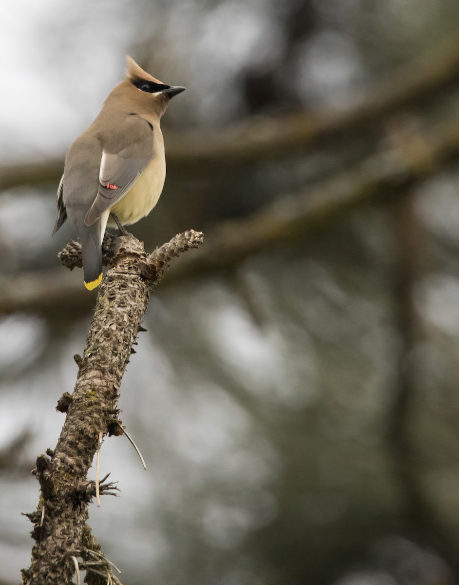 Cedar Waxwing - Brent Angelo