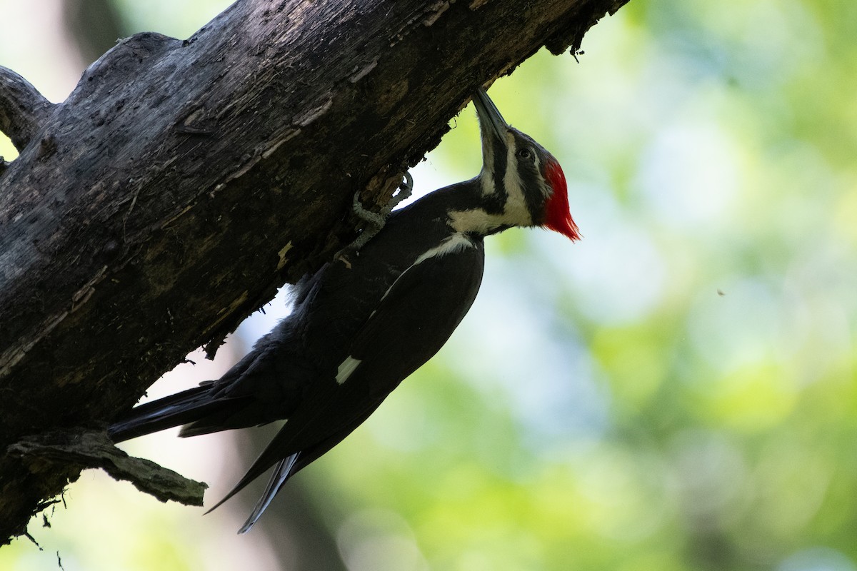 Pileated Woodpecker - Solomon Greene