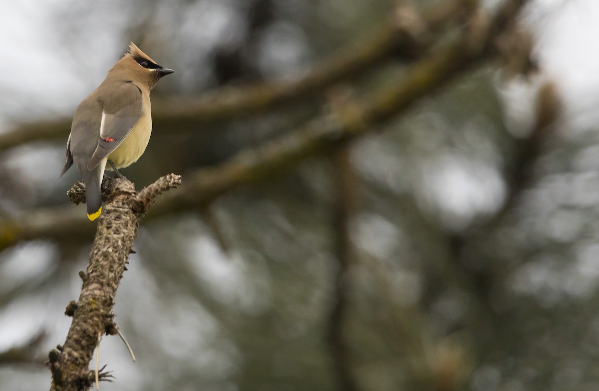 Cedar Waxwing - Brent Angelo