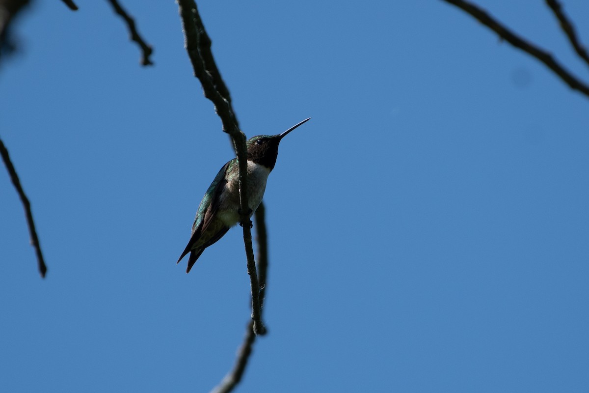 Ruby-throated Hummingbird - Solomon Greene