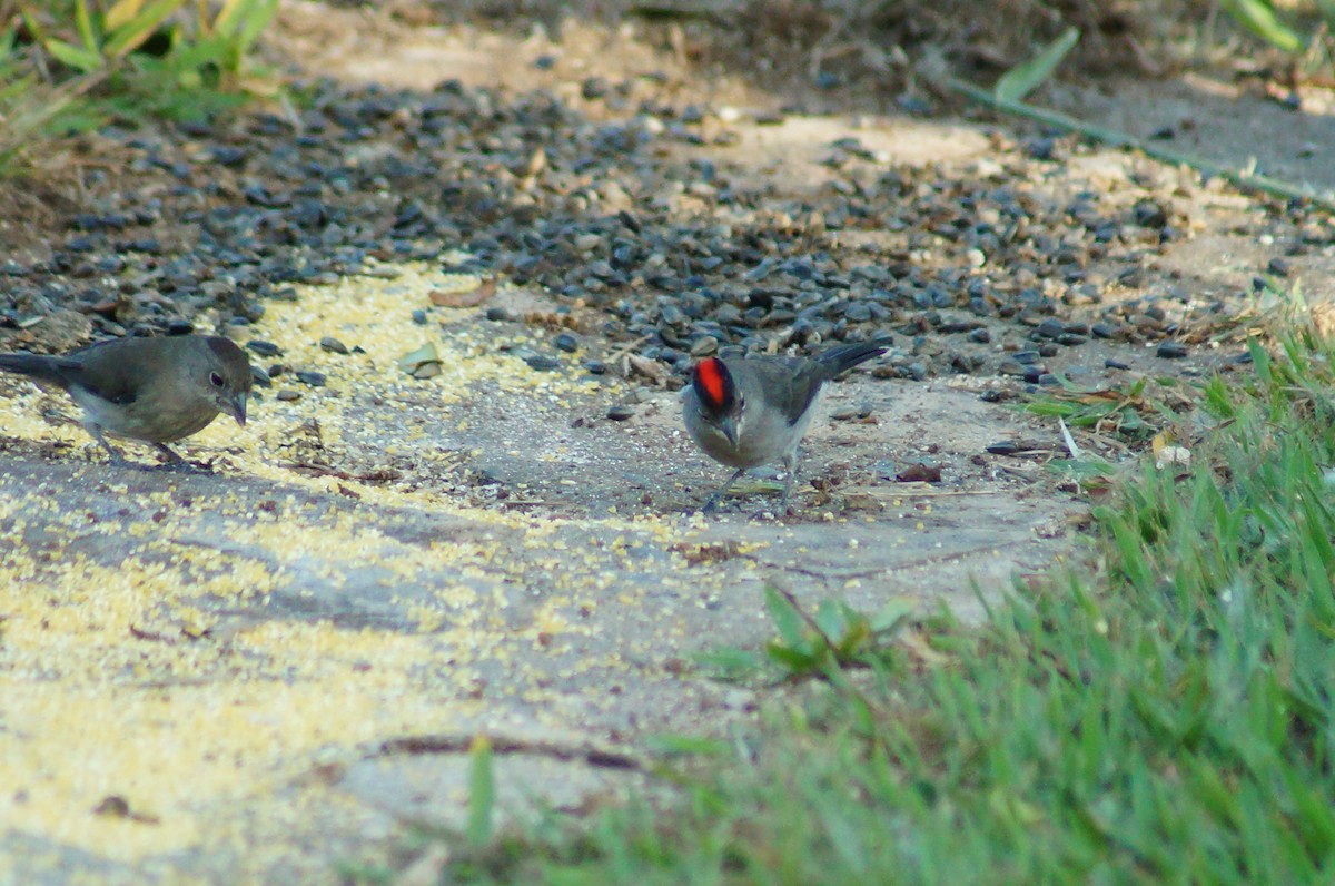 Pileated Finch - Lucas Máximo