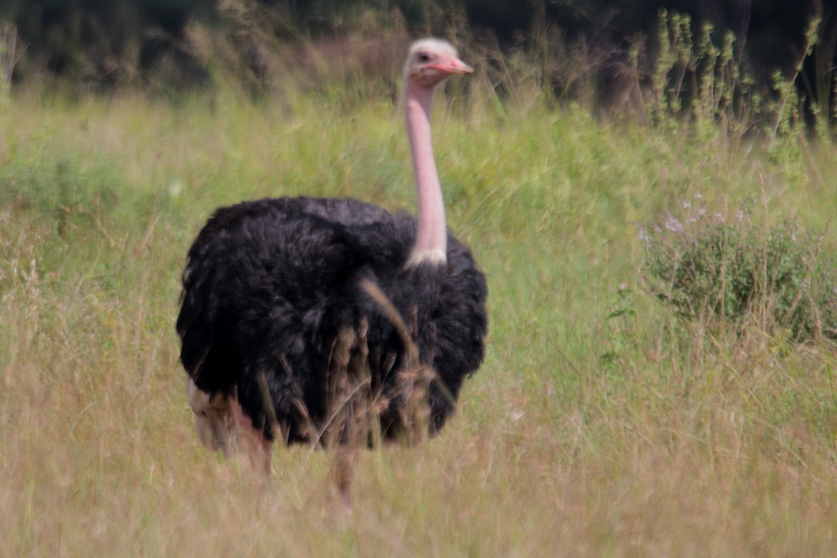 Common Ostrich - James Apolloh ~Freelance Tour Guide