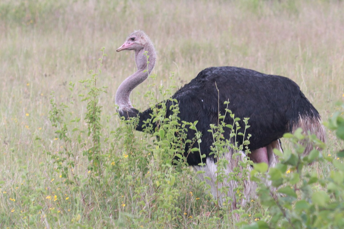 Common Ostrich - James Apolloh ~Freelance Tour Guide