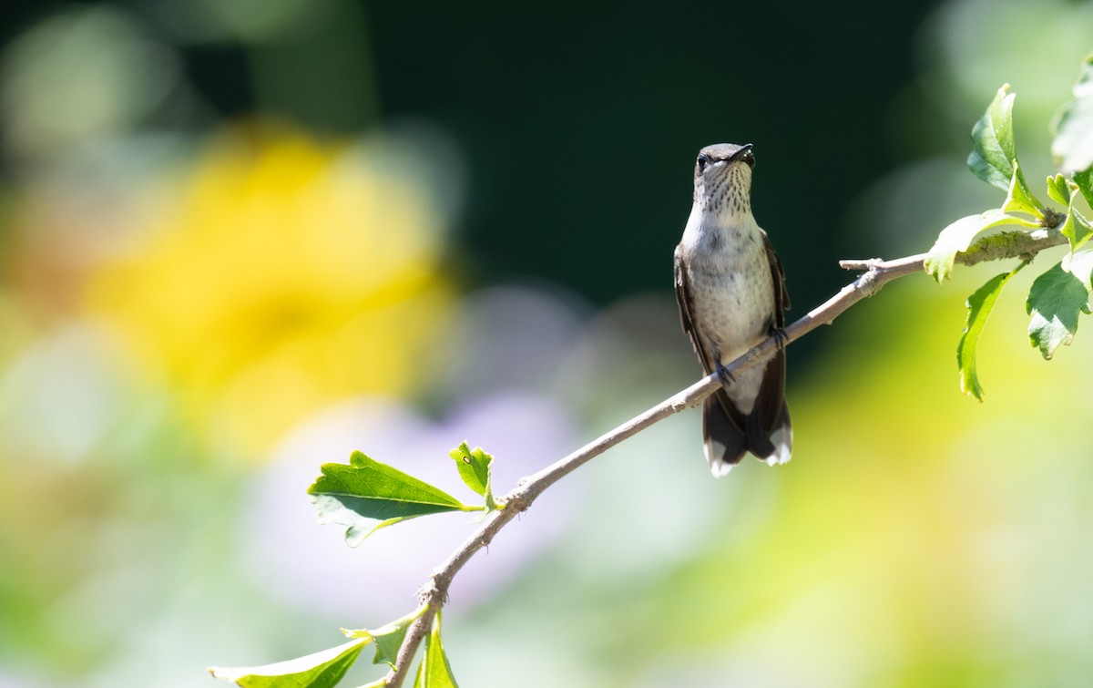 Ruby-throated Hummingbird - Angie W