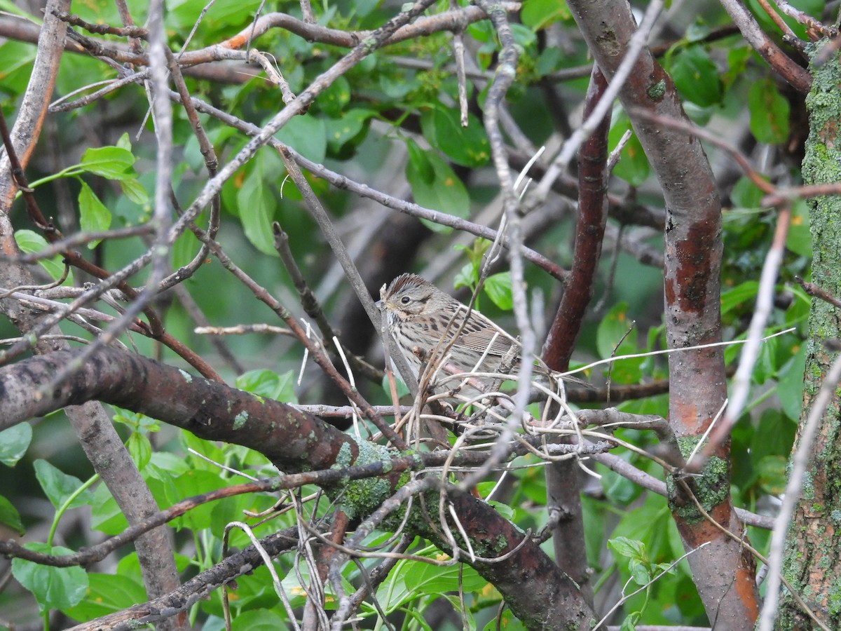 Lincoln's Sparrow - Clayton Will