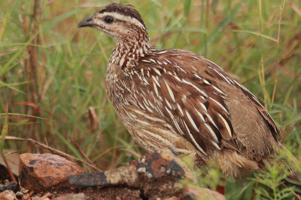 Crested Francolin - ML619427285