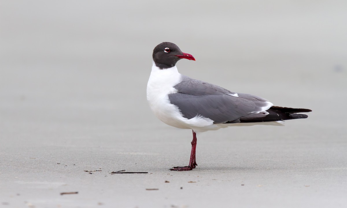 Laughing Gull - Will Carlson