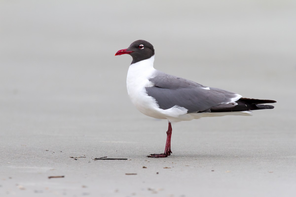 Laughing Gull - Will Carlson