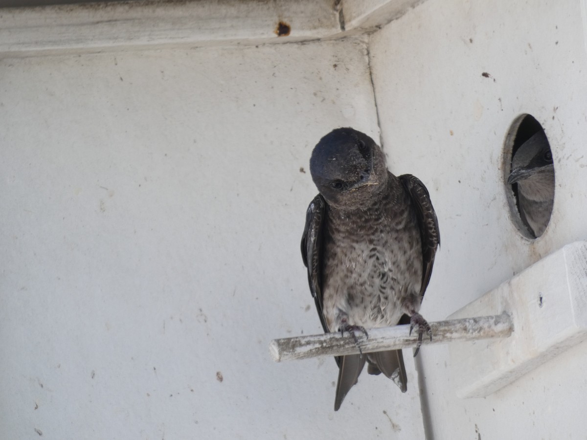 Purple Martin - Irene Cody