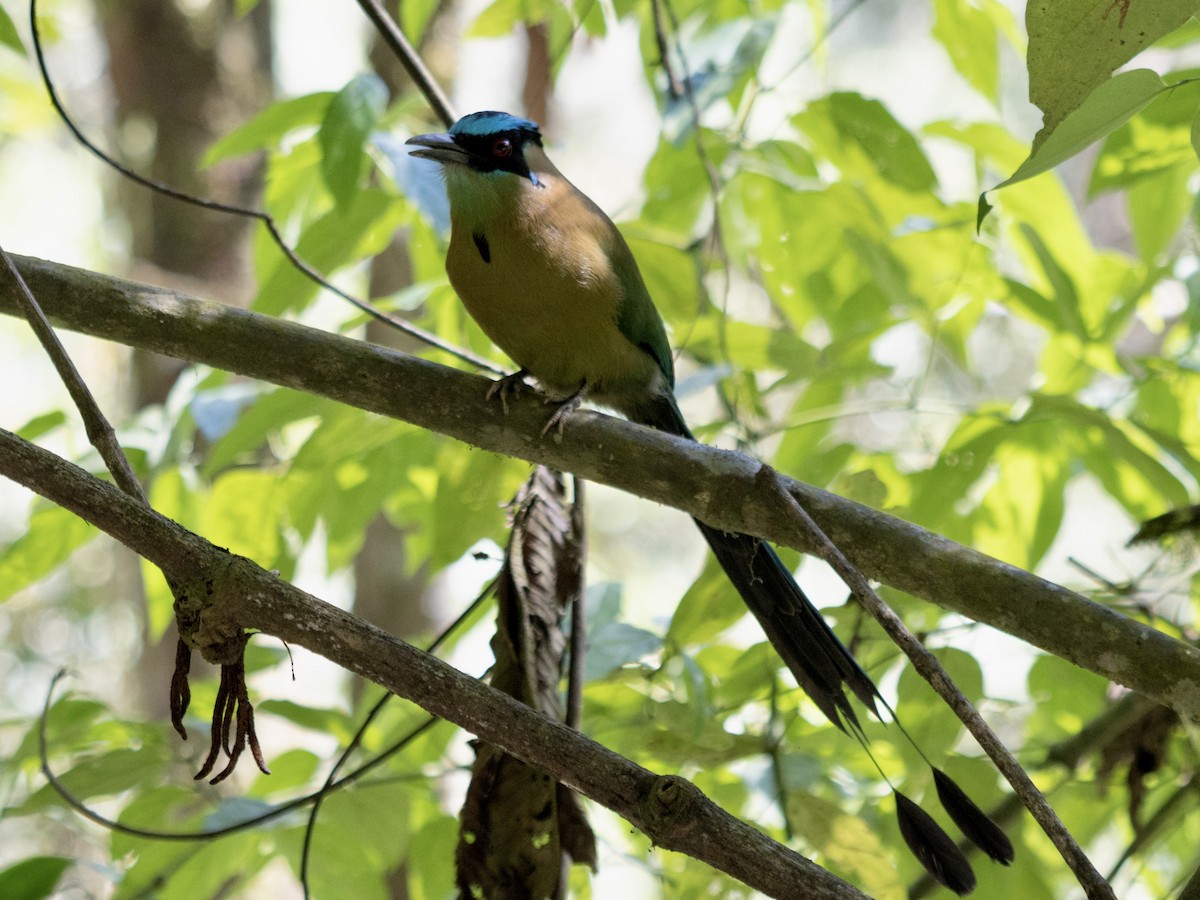 Andean Motmot - Rene sun