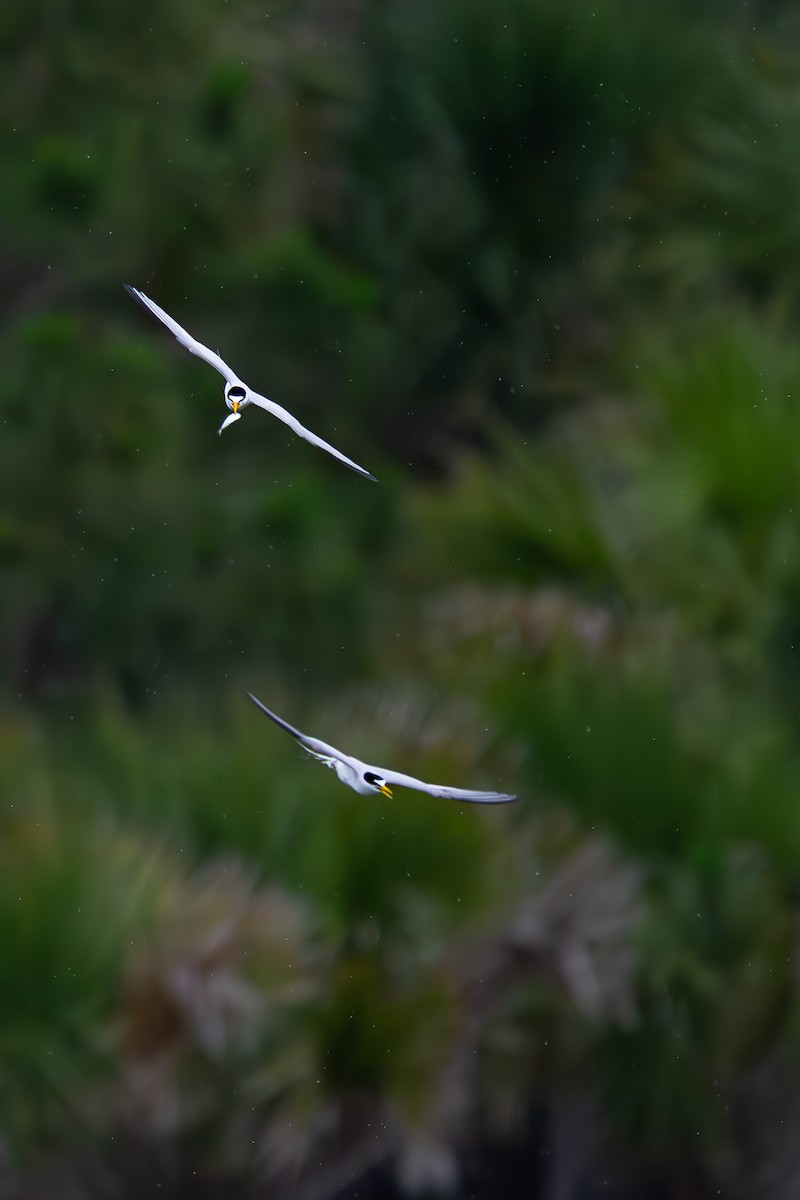 Least Tern - Will Carlson