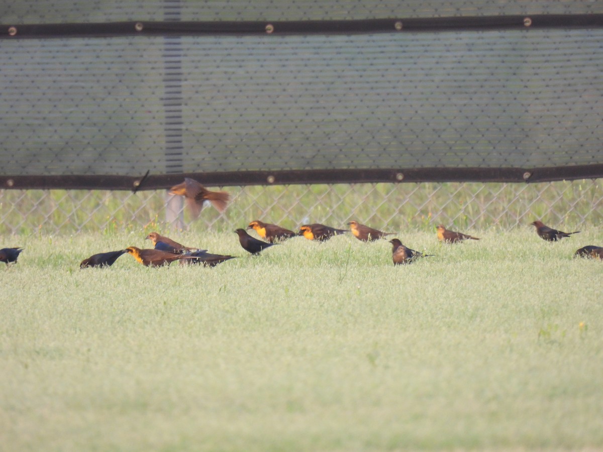 Yellow-headed Blackbird - ML619427294