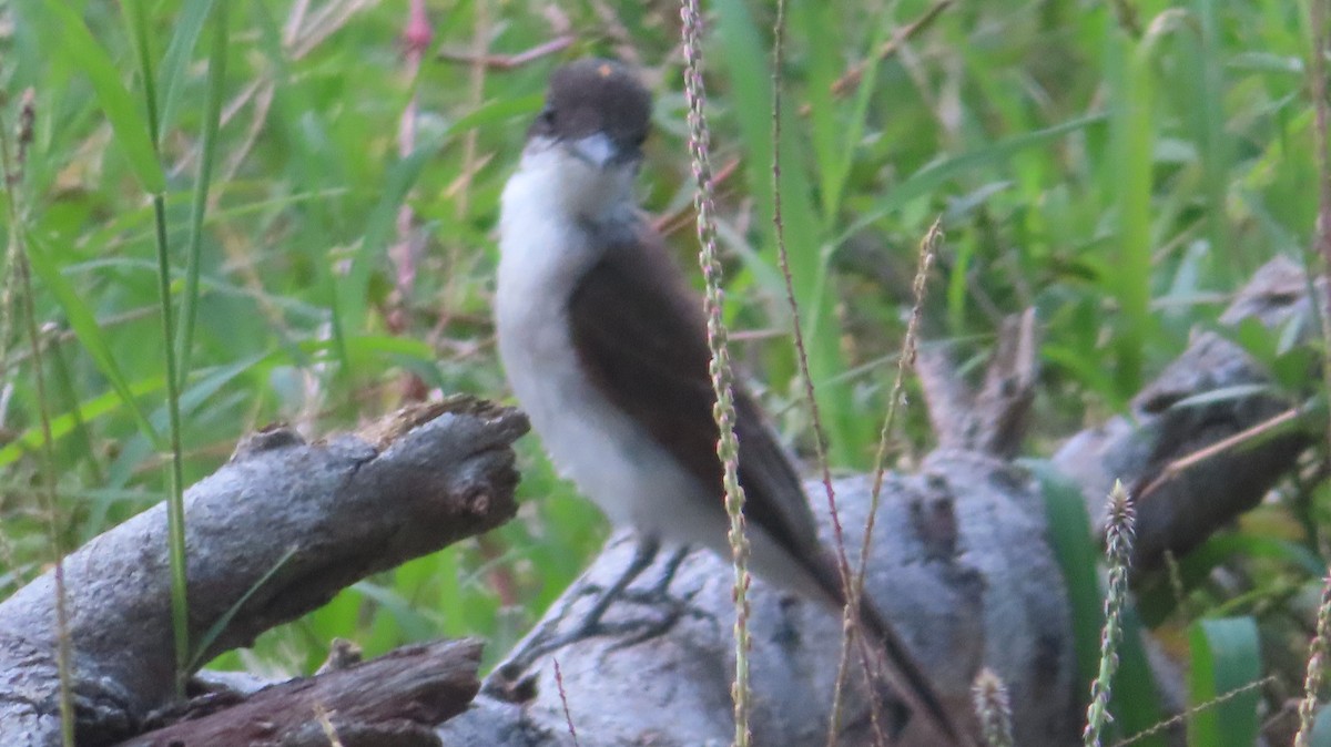 Loggerhead Kingbird - ML619427302