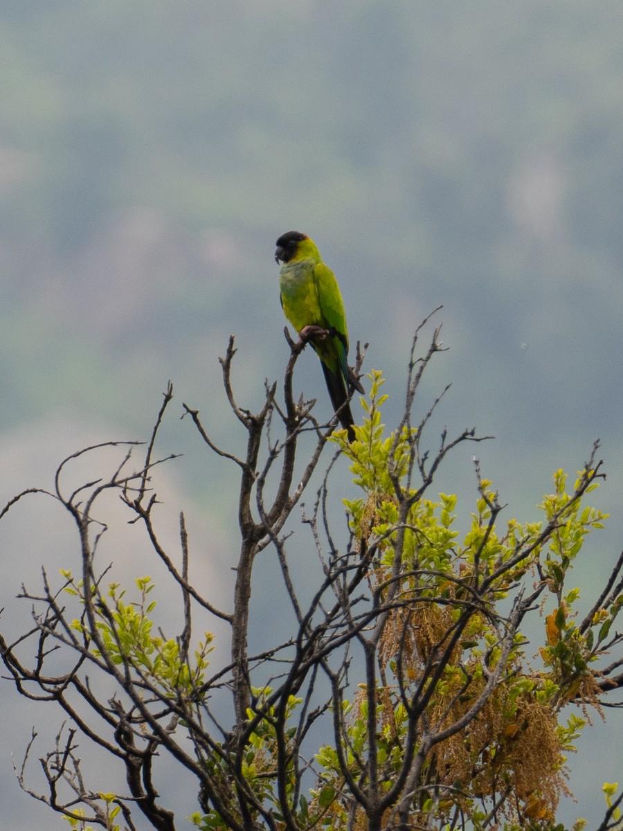 Nanday Parakeet - Richie Frerking