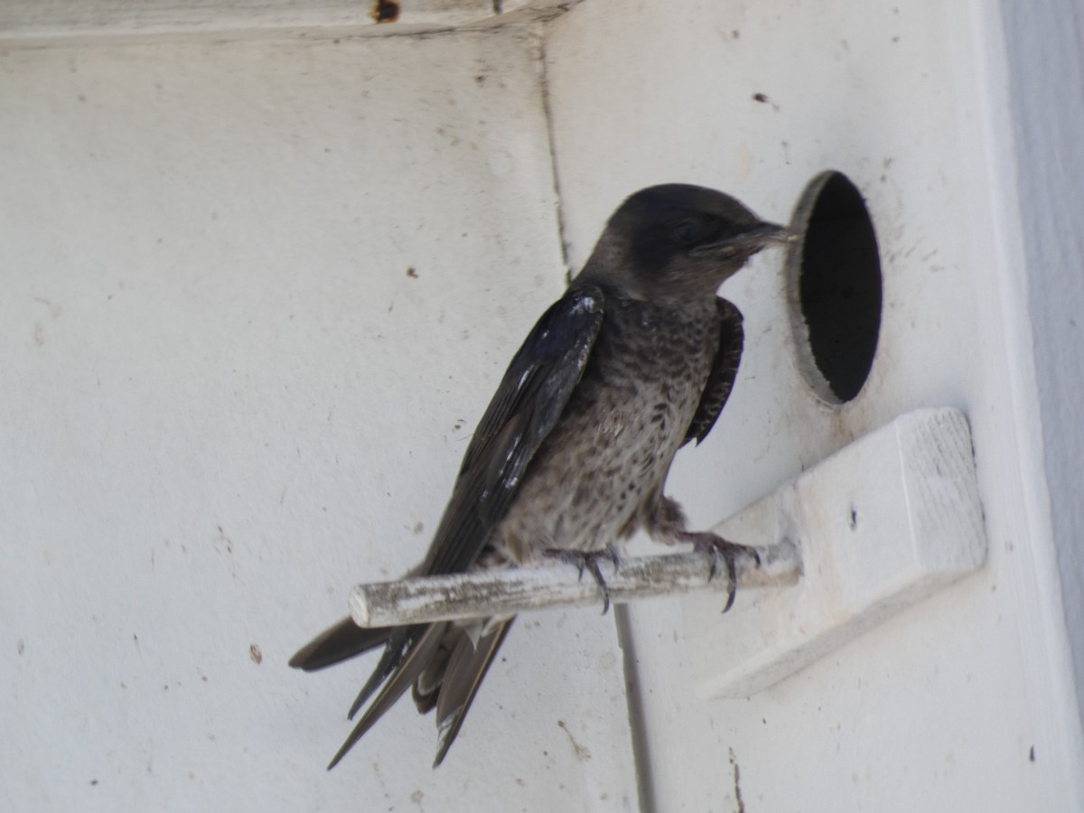 Purple Martin - Irene Cody