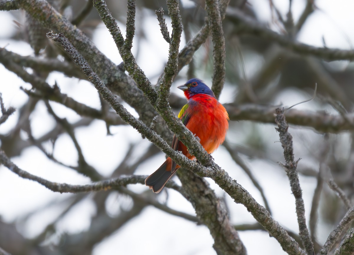 Painted Bunting - Will Carlson