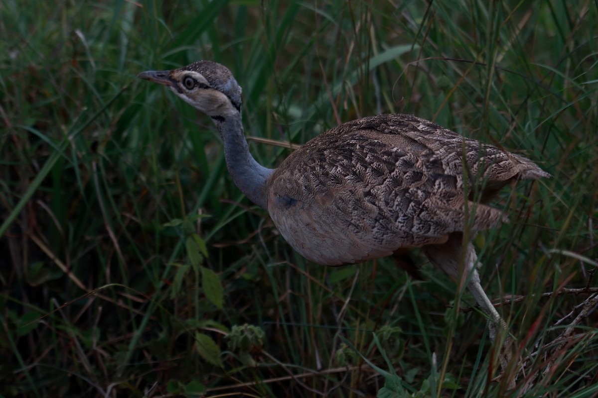 White-bellied Bustard - James Apolloh ~Freelance Tour Guide