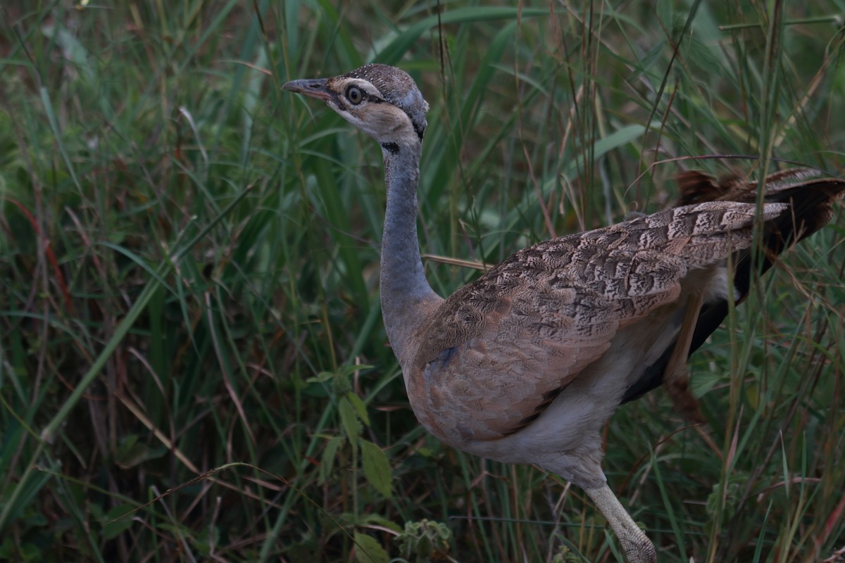 White-bellied Bustard - ML619427322