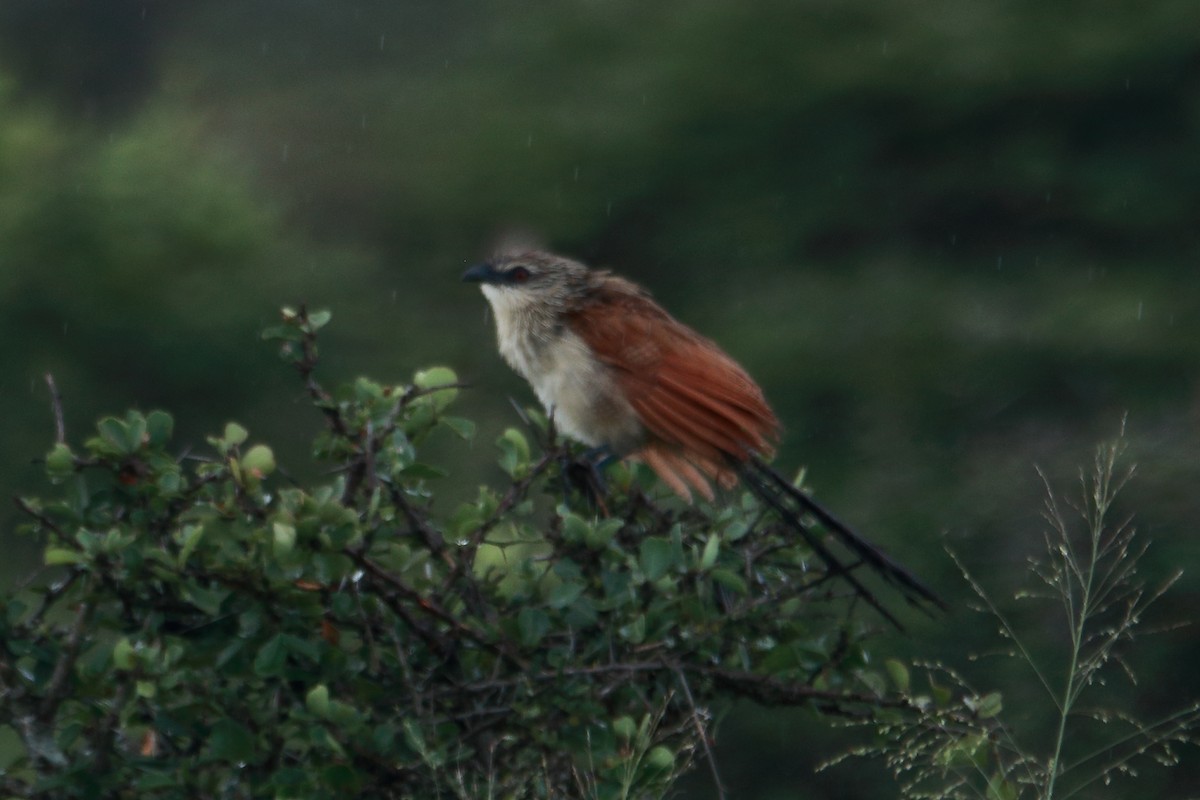White-browed Coucal - James Apolloh ~Freelance Tour Guide