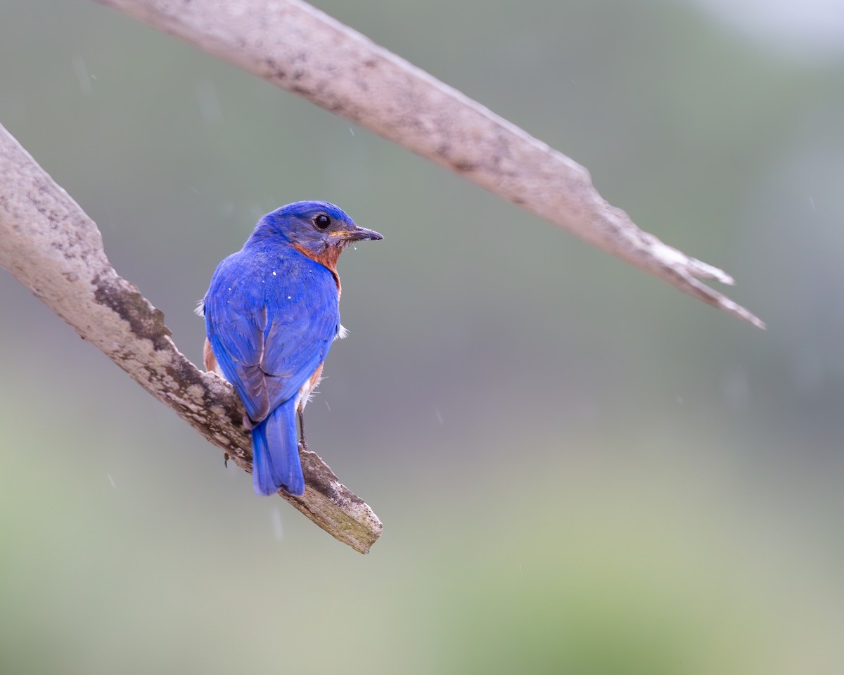 Eastern Bluebird - Will Carlson