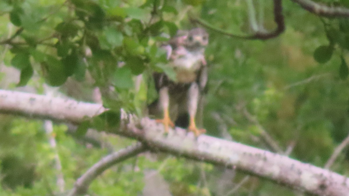 Red-tailed Hawk - Gregory Allen