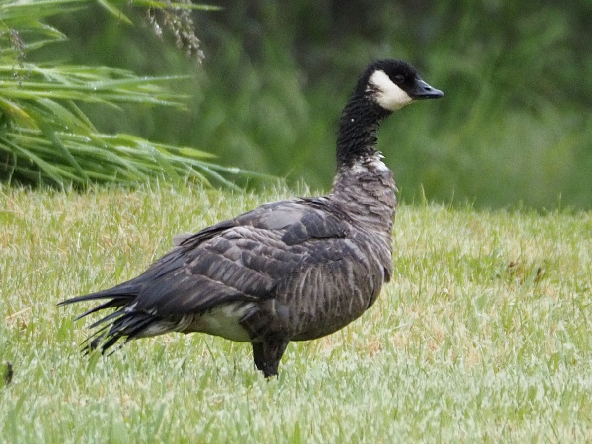 Cackling Goose - Wendy Feltham