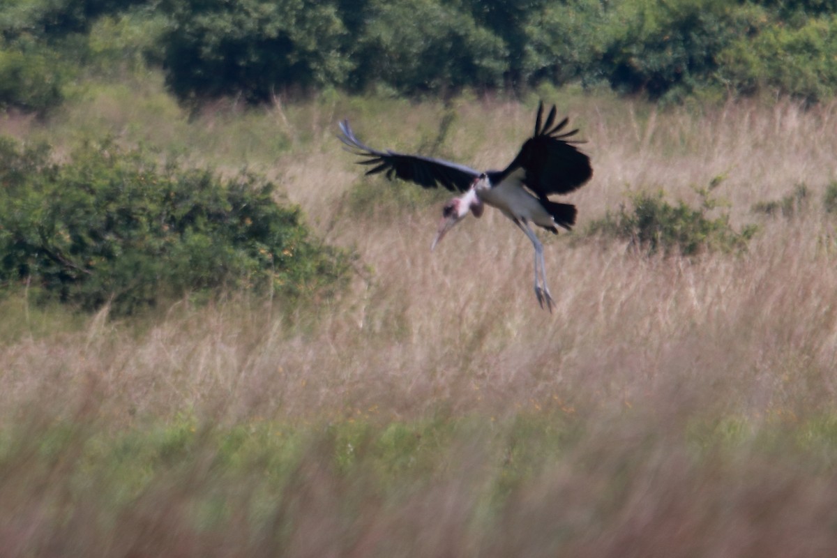 Marabou Stork - ML619427348