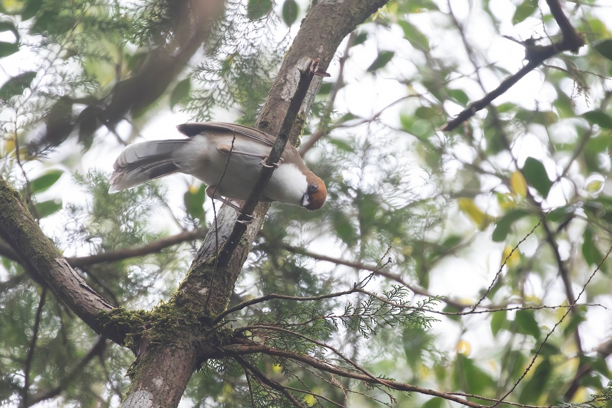 Rufous-crowned Laughingthrush - Po-Wei Chi