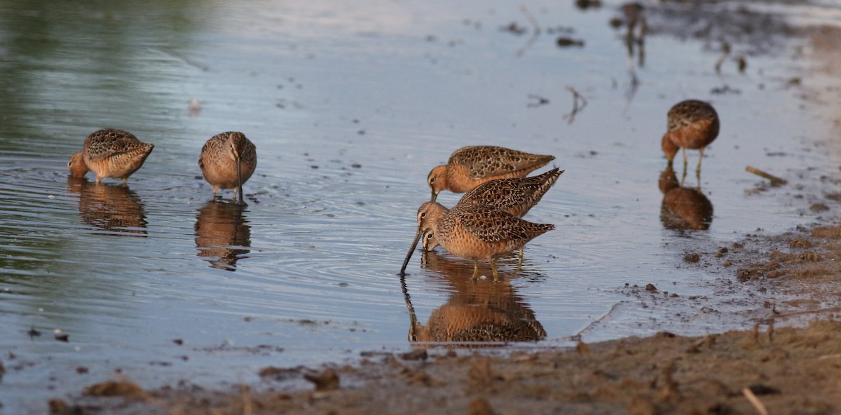 Long-billed Dowitcher - Lorraine Lanning