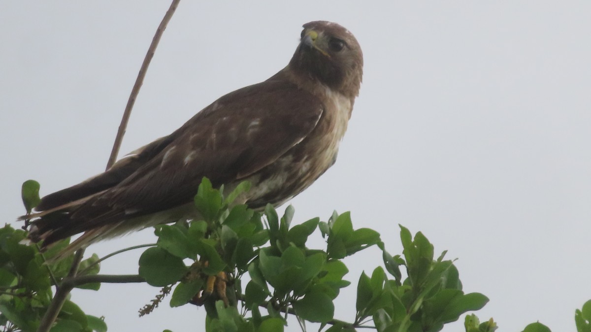 Red-tailed Hawk - Gregory Allen