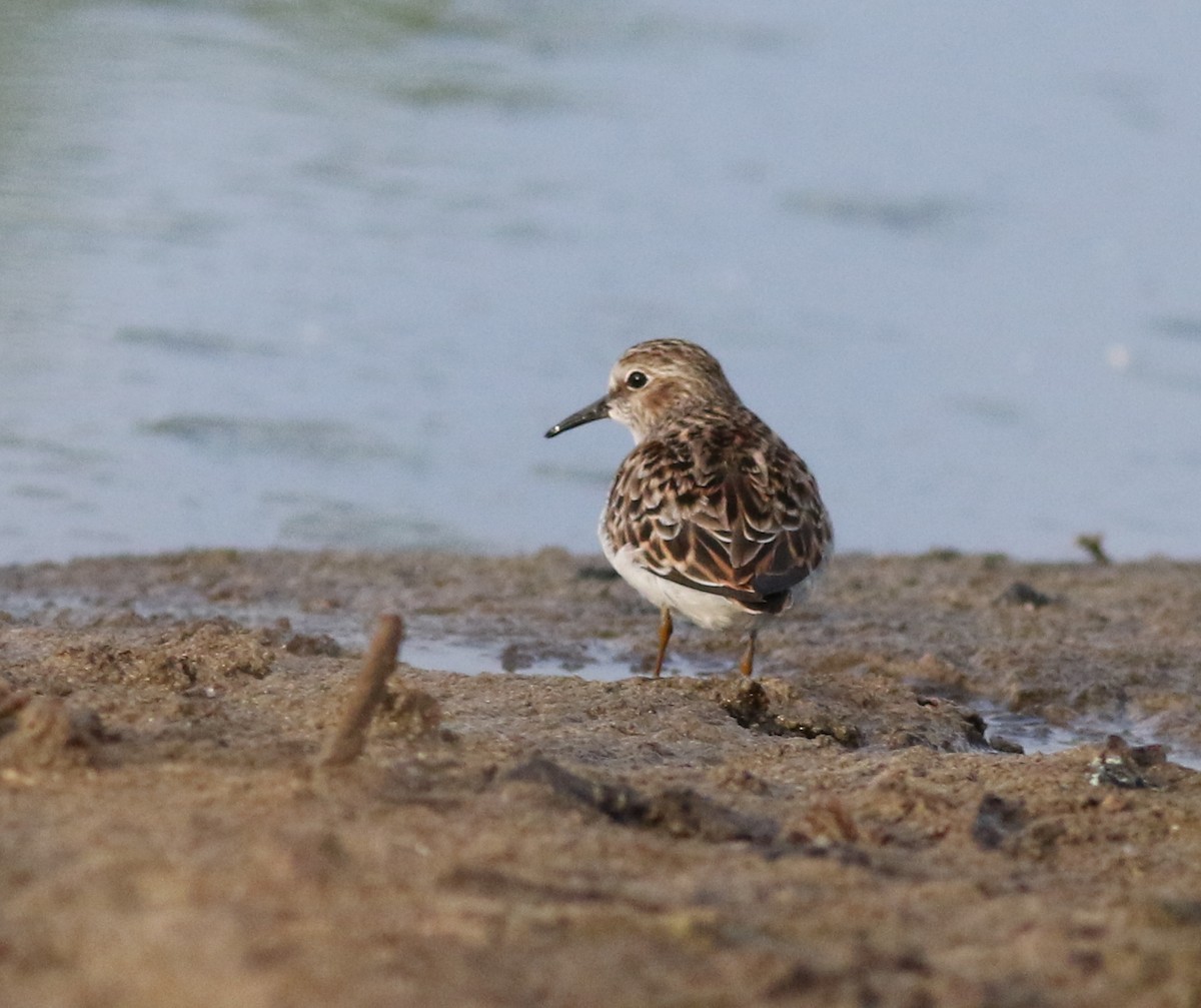 Least Sandpiper - Lorraine Lanning