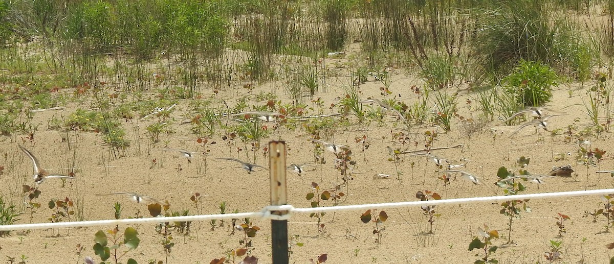 Least Sandpiper - Janet Pellegrini