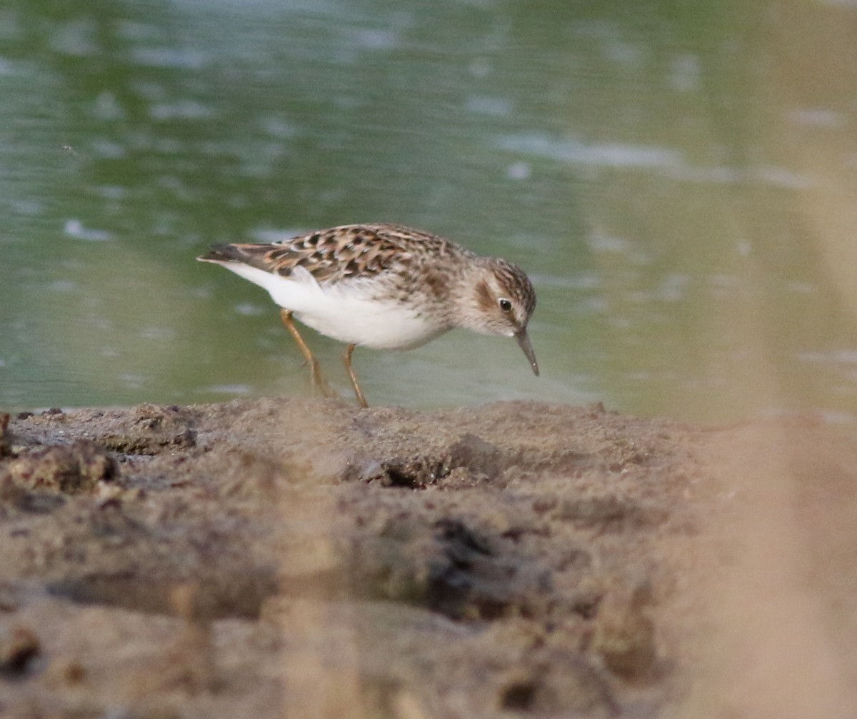 Least Sandpiper - Lorraine Lanning