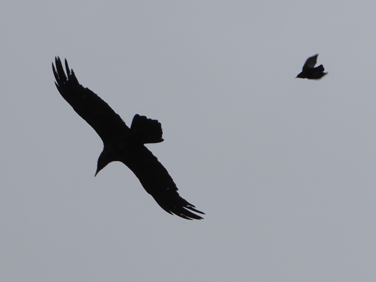 Common Raven - Wendy Feltham