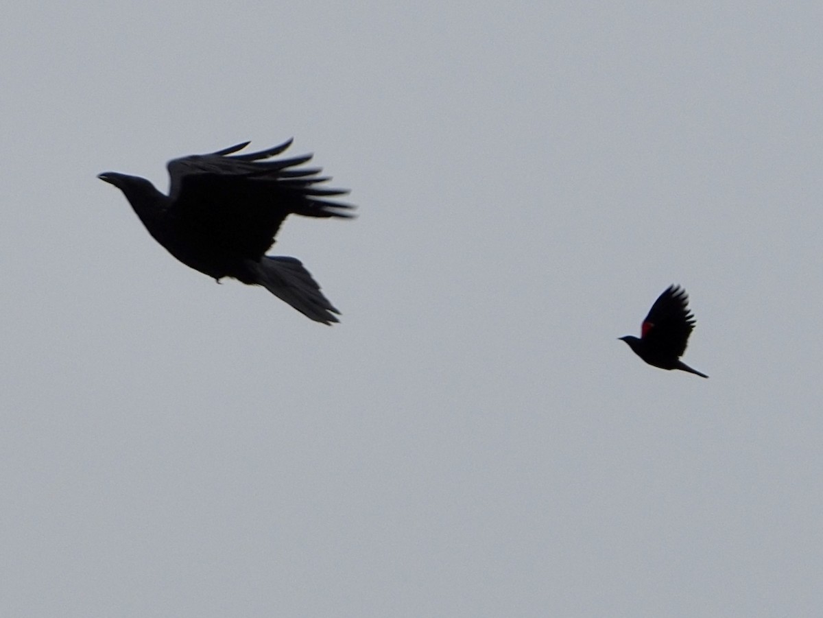 Common Raven - Wendy Feltham