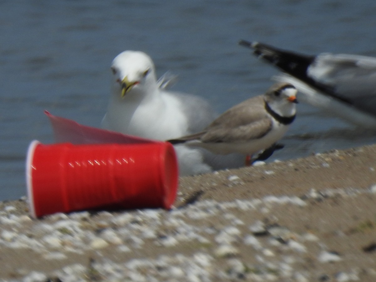 Piping Plover - Janet Pellegrini