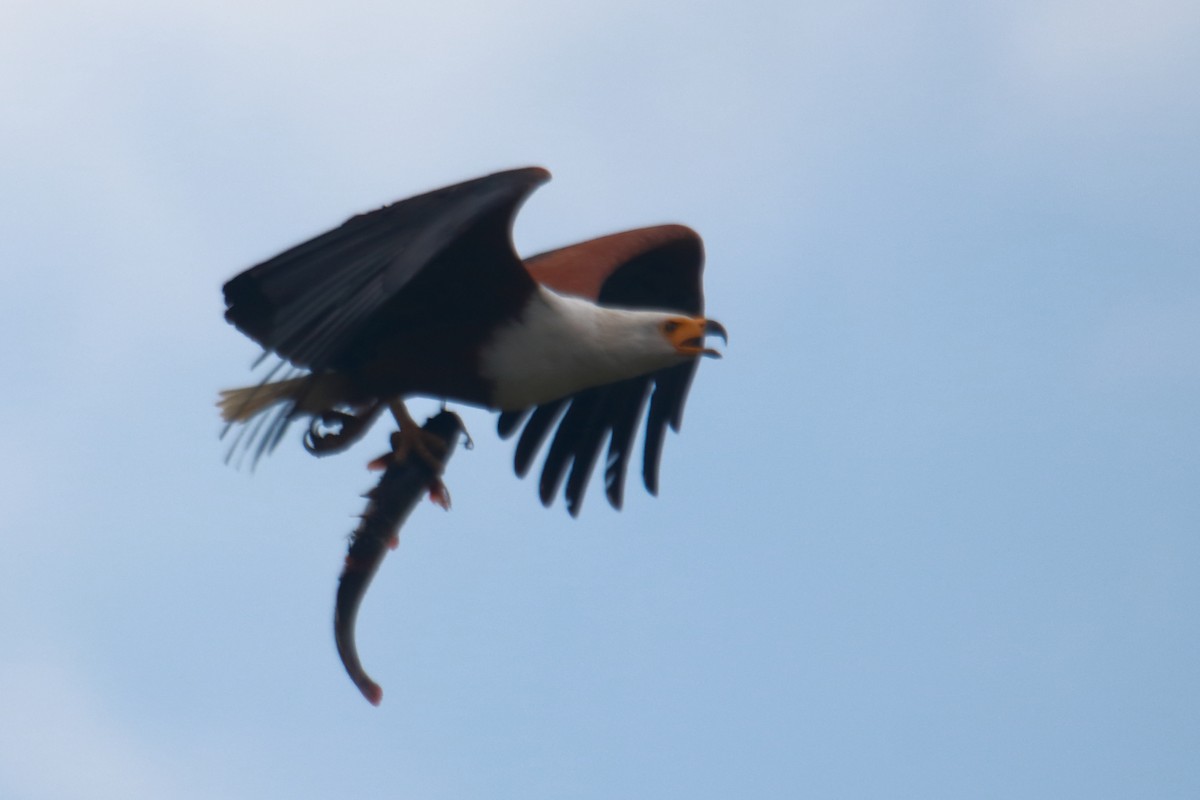 African Fish-Eagle - James Apolloh ~Freelance Tour Guide