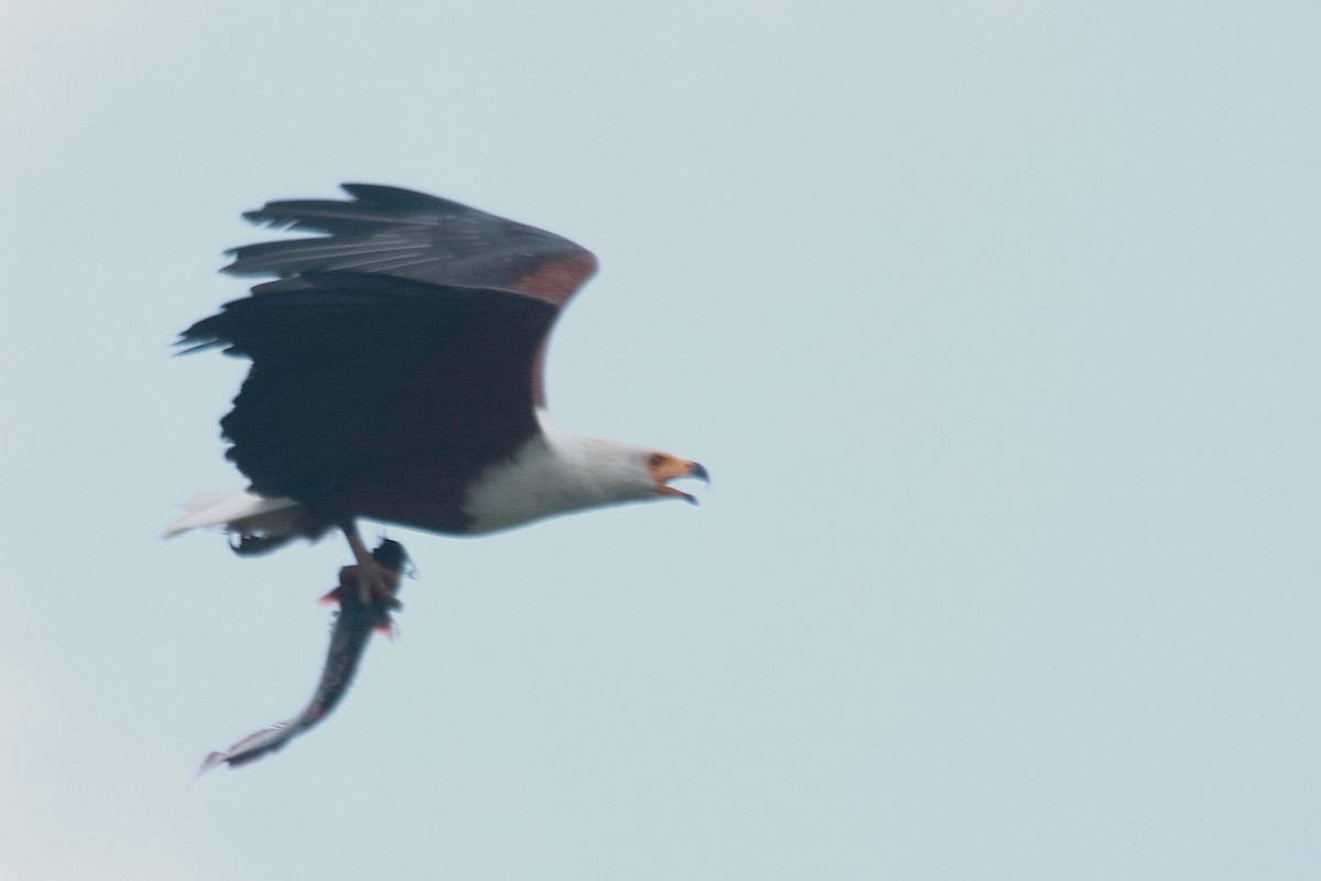 African Fish-Eagle - James Apolloh ~Freelance Tour Guide