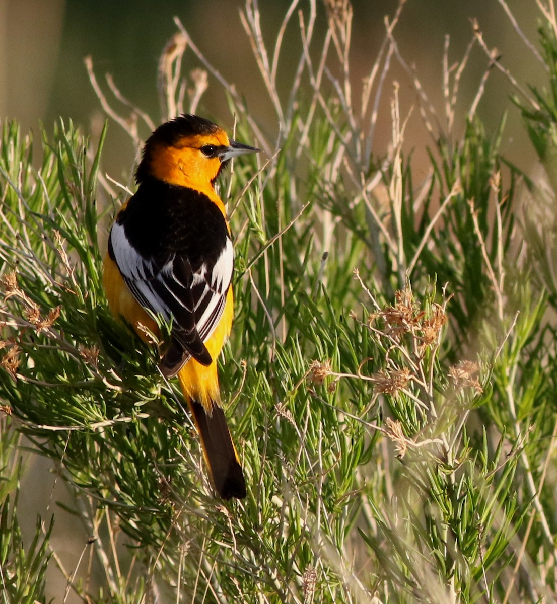 Bullock's Oriole - Lorraine Lanning