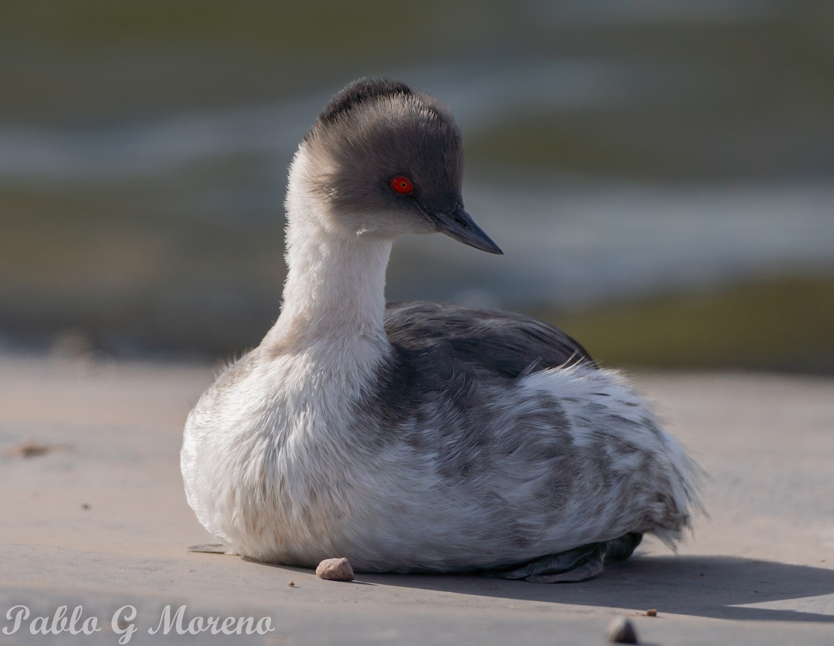 Silvery Grebe - Pablo Moreno