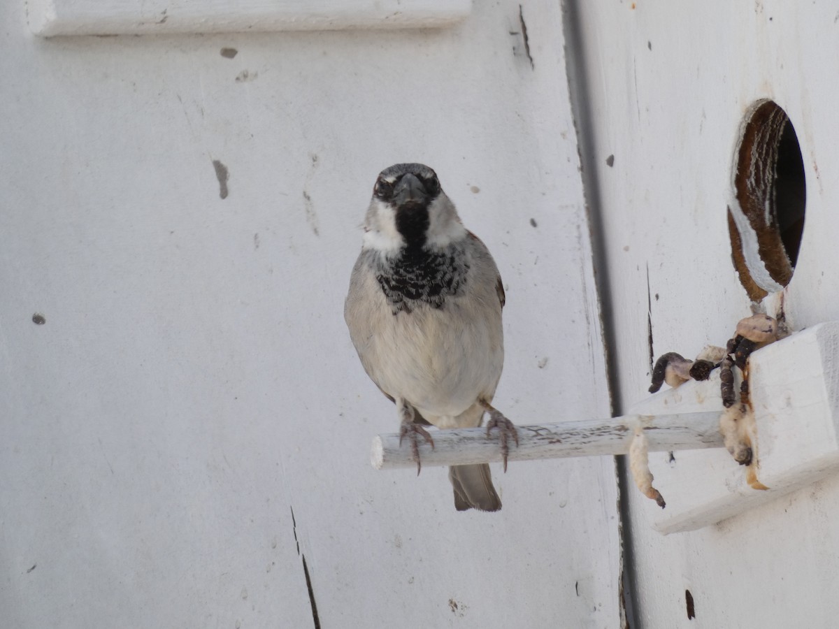 House Sparrow - Irene Cody