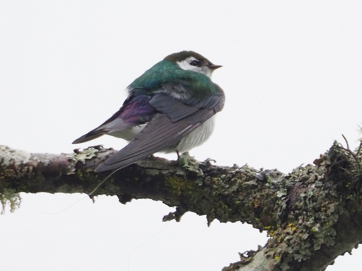 Violet-green Swallow - Wendy Feltham