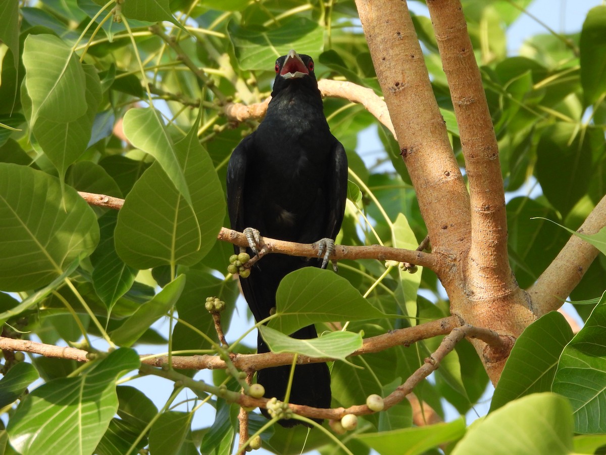 Asian Koel - Prof Chandan Singh Dalawat