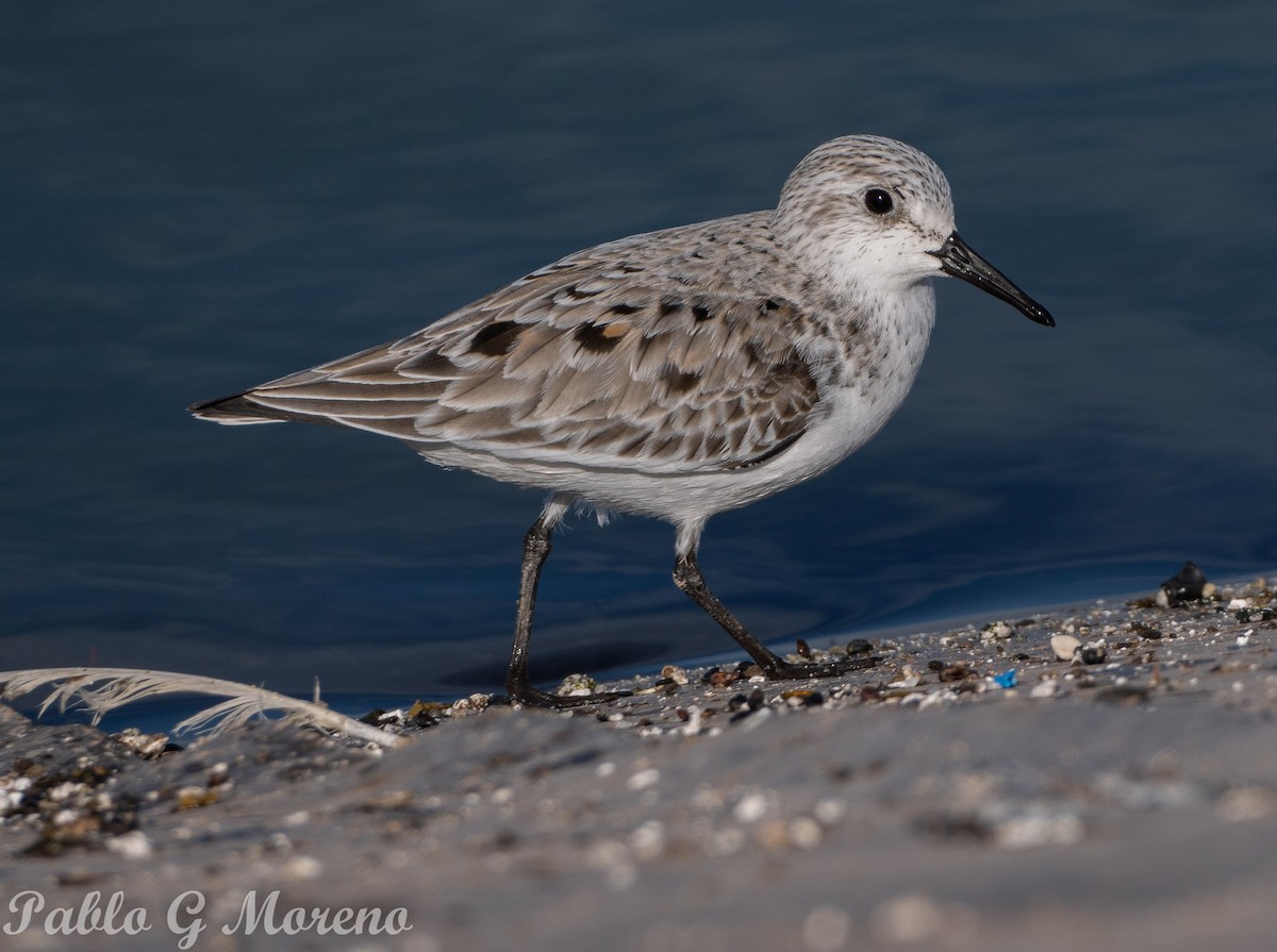 Sanderling - Pablo Moreno